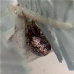 Parasteatoda sp. (genus) at Campbell, ACT - 11 Sep 2025 by Hejor1
