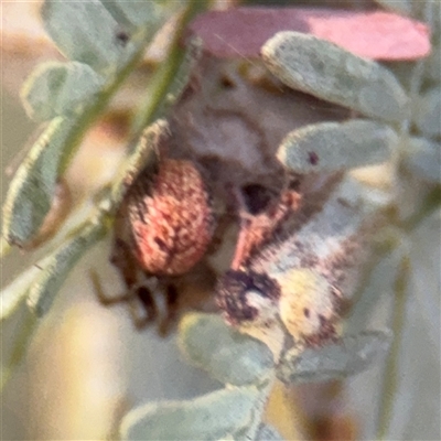 Araneae (order) at Campbell, ACT - 11 Sep 2025 by Hejor1