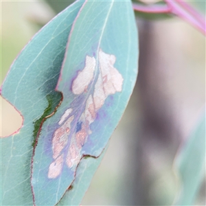 Glycaspis sp. (genus) at Campbell, ACT - 11 Sep 2025 by Hejor1
