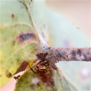 Theridion pyramidale (Tangle-web spider) at Campbell, ACT - 11 Sep 2025 by Hejor1