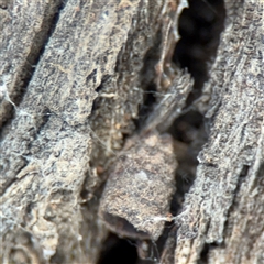 Cryptocephalinae (sub-family) at Campbell, ACT - 11 Sep 2025 by Hejor1