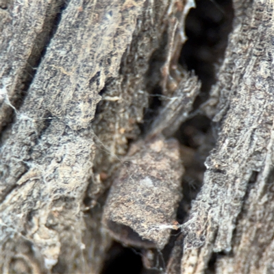 Cryptocephalinae (sub-family) at Campbell, ACT - 11 Sep 2025 by Hejor1