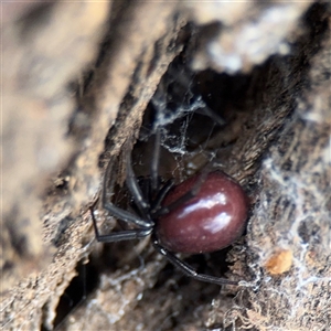 Steatoda grossa (Cupboard or Brown house spider) at Campbell, ACT - 11 Sep 2025 by Hejor1