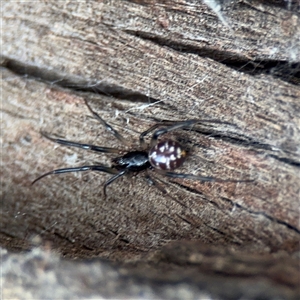 Steatoda capensis (South African cupboard spider) at Campbell, ACT - 11 Sep 2025 by Hejor1