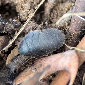 Calolampra sp. (genus) (Bark cockroach) at Campbell, ACT - 11 Sep 2025 by Hejor1