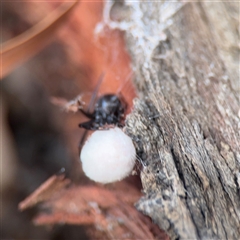 Theridiidae (family) (Comb-footed spider) at Campbell, ACT - 11 Sep 2025 by Hejor1