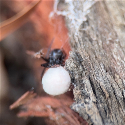 Theridiidae (family) (Comb-footed spider) at Campbell, ACT - 11 Sep 2025 by Hejor1