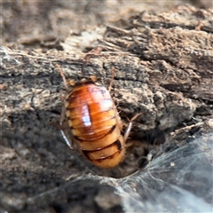 Robshelfordia sp. (genus) (A Shelford cockroach) at Campbell, ACT - 11 Sep 2025 by Hejor1
