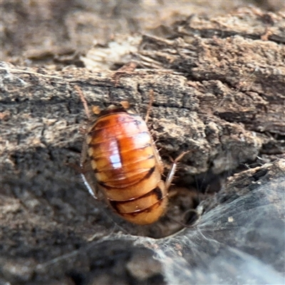 Robshelfordia sp. (genus) (A Shelford cockroach) at Campbell, ACT - 11 Sep 2025 by Hejor1