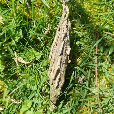 Metura elongatus (Saunders' Case Moth) at  - suppressed by Aussiegall