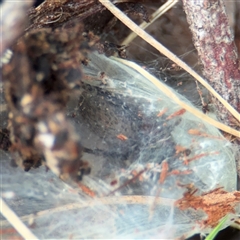 Miturgidae (family) (False wolf spider) at Campbell, ACT - 11 Sep 2025 by Hejor1