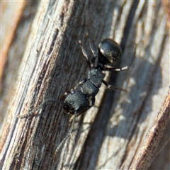 Polyrhachis sp. (genus) (A spiny ant) at Campbell, ACT - 11 Sep 2025 by Hejor1