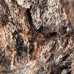 Crematogaster sp. (genus) (Acrobat ant, Cocktail ant) at Campbell, ACT - 11 Sep 2025 by Hejor1