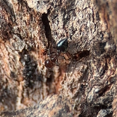 Crematogaster sp. (genus) (Acrobat ant, Cocktail ant) at Campbell, ACT - 11 Sep 2025 by Hejor1