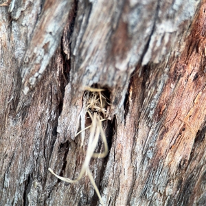 Isodontia sp. (genus) (Unidentified Grass-carrying wasp) at Campbell, ACT - 11 Sep 2025 by Hejor1