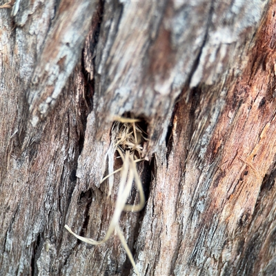 Isodontia sp. (genus) (Unidentified Grass-carrying wasp) at Campbell, ACT - 11 Sep 2025 by Hejor1