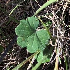 Hydrocotyle laxiflora (Stinking Pennywort) at Hackett, ACT - 12 Sep 2025 by HappyWanderer