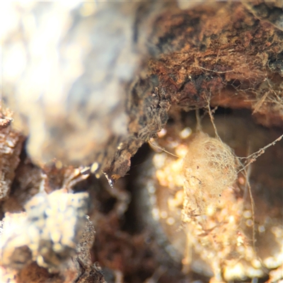 Australomimetus sp. (genus) (Unidentified Pirate spider) at Campbell, ACT - 11 Sep 2025 by Hejor1