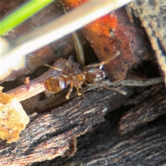 Formicidae (family) (Unidentified ant) at Campbell, ACT - 11 Sep 2025 by Hejor1