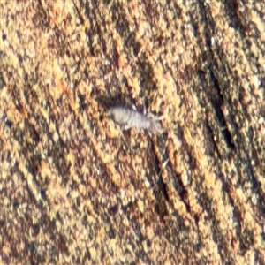 Entomobryomorpha (order) (Entomobryomorph springtail) at Campbell, ACT - 11 Sep 2025 by Hejor1
