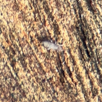 Entomobryomorpha (order) (Entomobryomorph springtail) at Campbell, ACT - 11 Sep 2025 by Hejor1