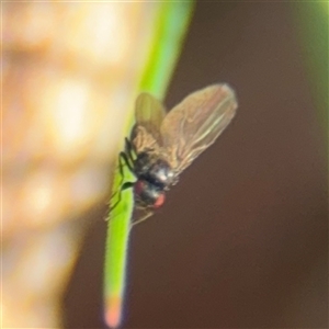 Milichiidae (family) at Campbell, ACT - 11 Sep 2025 by Hejor1