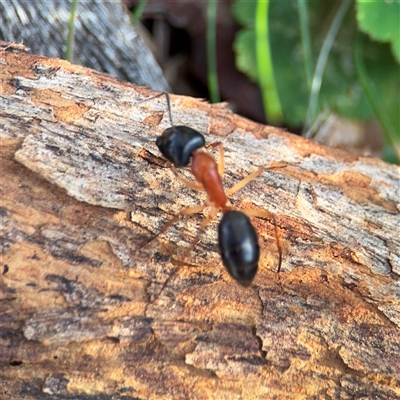 Camponotus nigriceps (Black-headed sugar ant) at Campbell, ACT - 11 Sep 2025 by Hejor1