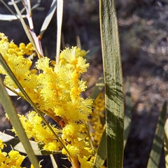 Acacia floribunda (White Sally Wattle, Gossamer Wattle) at Watson, ACT - 12 Sep 2025 by abread111