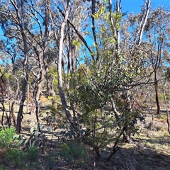 Acacia floribunda at Watson, ACT - 12 Sep 2025 03:19 PM