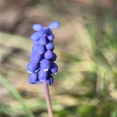 Muscari armeniacum (Grape Hyacinth) at Campbell, ACT - 11 Sep 2025 by Hejor1