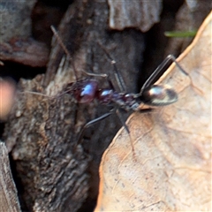 Iridomyrmex purpureus (Meat Ant) at Campbell, ACT - 11 Sep 2025 by Hejor1
