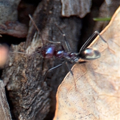 Iridomyrmex purpureus (Meat Ant) at Campbell, ACT - 11 Sep 2025 by Hejor1