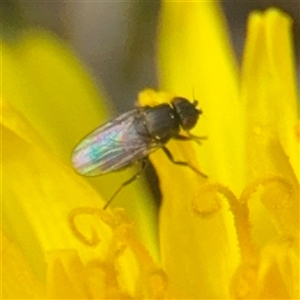 Milichiidae (family) at Campbell, ACT - 11 Sep 2025 by Hejor1