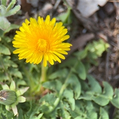 Taraxacum sp. (Dandelion) at Campbell, ACT - 11 Sep 2025 by Hejor1