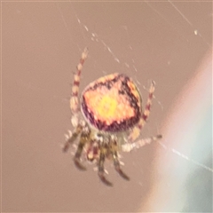 Araneus sp. (genus) at Campbell, ACT - 11 Sep 2025 by Hejor1