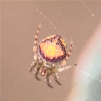 Araneus sp. (genus) at Campbell, ACT - 11 Sep 2025 by Hejor1