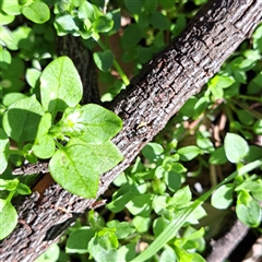 Stellaria media (Common Chickweed) at Watson, ACT - 12 Sep 2025 by abread111