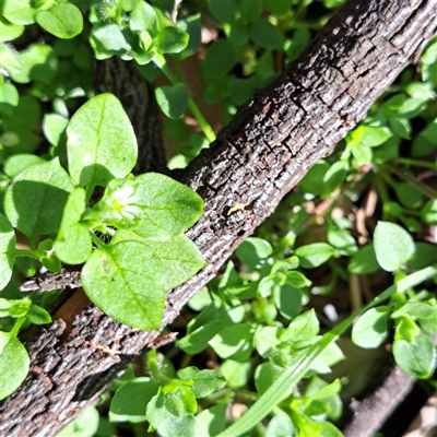 Stellaria media (Common Chickweed) at Watson, ACT - 12 Sep 2025 by abread111