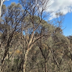 Allocasuarina verticillata (Drooping Sheoak) at Hackett, ACT - 12 Sep 2025 by HappyWanderer