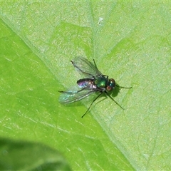 Dolichopodidae (family) (Unidentified Long-legged fly) at West Wodonga, VIC - 12 Sep 2025 by KylieWaldon