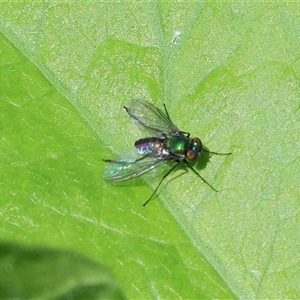 Dolichopodidae (family) (Unidentified Long-legged fly) at West Wodonga, VIC - 12 Sep 2025 by KylieWaldon