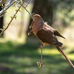Macropygia phasianella (Brown Cuckoo-dove) at Penrose, NSW - 12 Sep 2025 by Aussiegall