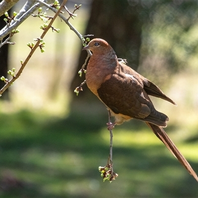 Macropygia phasianella (Brown Cuckoo-dove) at Penrose, NSW - 12 Sep 2025 by Aussiegall