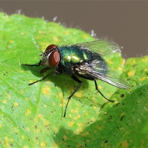 Calliphoridae (family) (Unidentified blowfly) at West Wodonga, VIC - 12 Sep 2025 by KylieWaldon