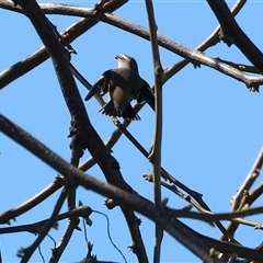 Pardalotus striatus (Striated Pardalote) at West Wodonga, VIC - 12 Sep 2025 by KylieWaldon