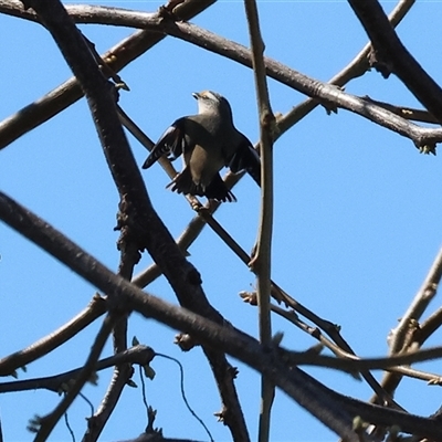 Pardalotus striatus (Striated Pardalote) at West Wodonga, VIC - 12 Sep 2025 by KylieWaldon