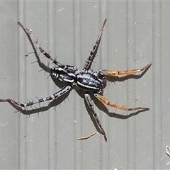 Nyssus coloripes (Spotted Ground Swift Spider) at West Wodonga, VIC - 12 Sep 2025 by KylieWaldon