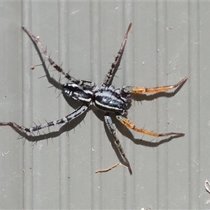 Nyssus coloripes (Spotted Ground Swift Spider) at West Wodonga, VIC - 12 Sep 2025 by KylieWaldon