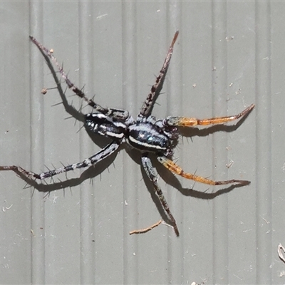 Nyssus coloripes (Spotted Ground Swift Spider) at West Wodonga, VIC - 12 Sep 2025 by KylieWaldon