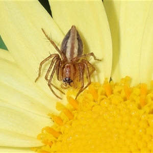 Oxyopes (genus) (Lynx spider) at West Wodonga, VIC - 12 Sep 2025 by KylieWaldon